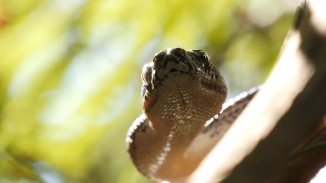 Snake-reptile-in-rain-forest-Diamond-Python