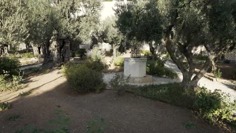 gimbal-shot-walking-in-the-garden-of-gethsemane-in-jerusalem