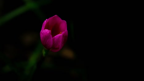 Time-lapse-of-Zephyranthes-Lily-blooming