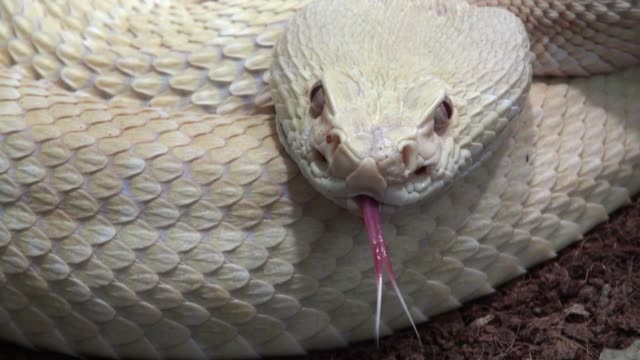 Rattlesnake-Close-Up-with-sound