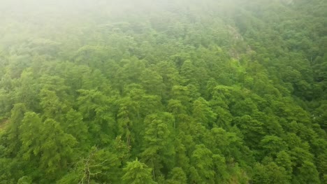 drone-flight-above-the-mountain-pine-wood-trees-on-a-stormy-rainy-day