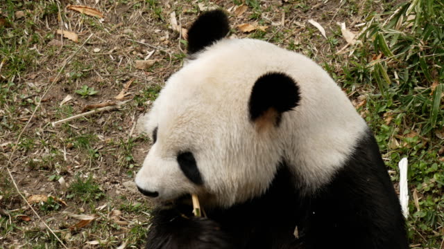panda-gigante-alimentándose-de-bambú