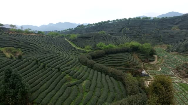 Fotografía-aérea-del-jardín-de-té-de-Fujian