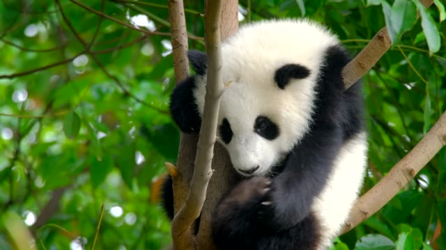 Cub-del-oso-panda-gigante-en-un-árbol