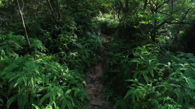 Caminando-camino-a-través-de-un-helecho-cubierto-de-selva-tropical-en-un-día-soleado