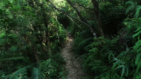 Zu-Fuß-auf-einem-Wanderweg-im-Wald,-bedeckt-POV-Walking-Weg-durch-ein-Farn-und-Rasen-Regenwald-an-einem-sonnigen-Tag
