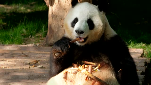 Giant-panda-bear-Essen-Bambus
