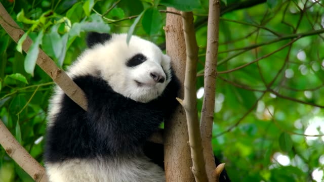 Giant-Panda-Bärenjunges-auf-einem-Baum