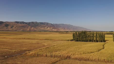 Große-Reisfelder-in-Xinjiang