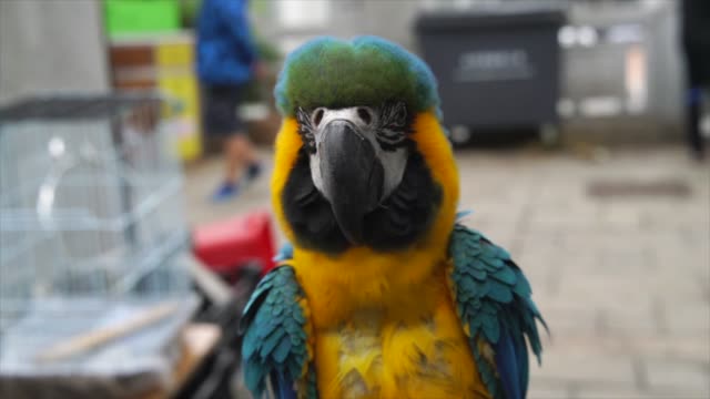 Slow-Motion-blau-gelbe-Ara-Vogel-puffing-Federn-und-flatternden-Flügel