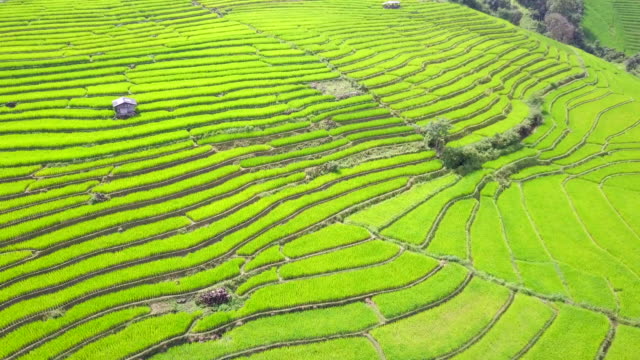 Luftaufnahme,-die-erstaunliche-Landschaft-Reisterrassen-in-einen-schönen-Tag