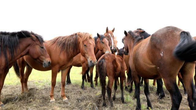 horses-looking-at-camera-on-the-grassland