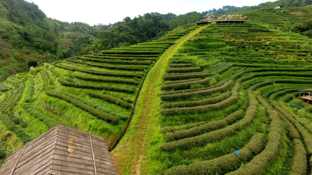 Aerial-view-of-tea-plantation-terrace-on-mountain.