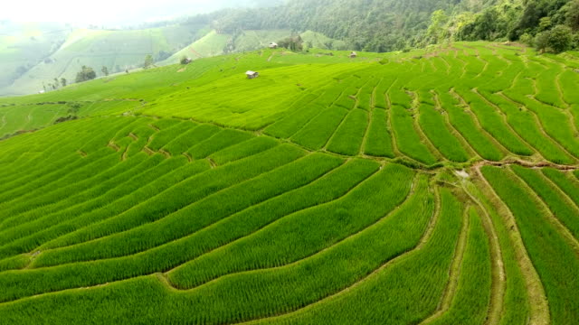Terraza-de-campo-de-arroz-en-tierras-de-agricultura-de-montaña.