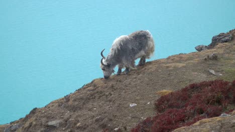 Yak-in-the-Himalayas