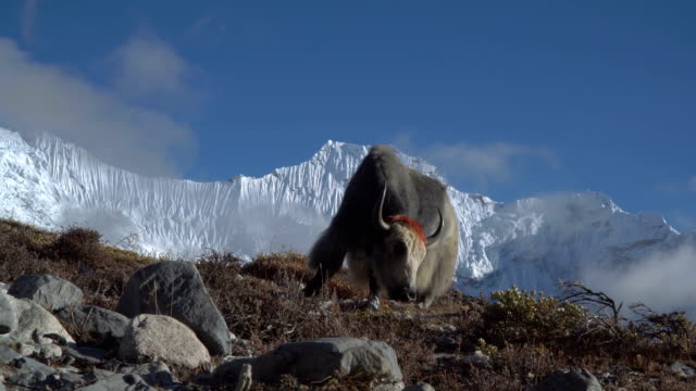 Yaks-im-Himalaya.