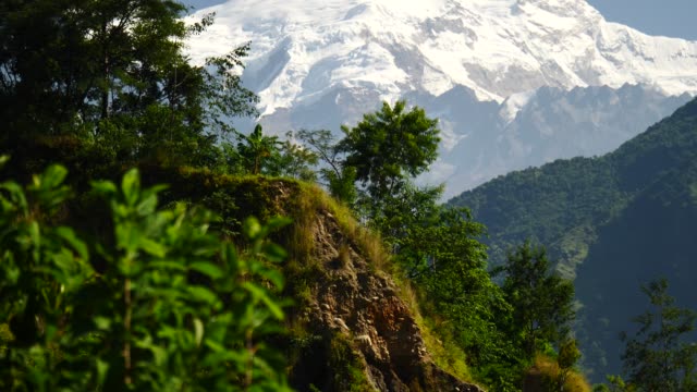 Bäume-und-schneebedeckten-Gipfel-im-Hintergrund-in-den-Bergen-des-Himalaya,-Nepal