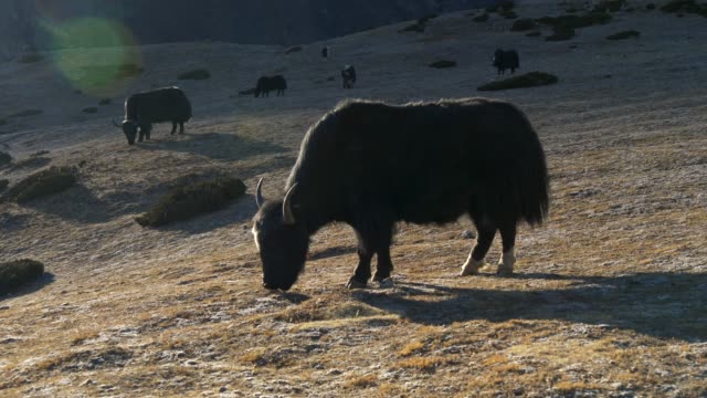 Negro-yaks-en-el-camino-al-campamento-base-del-Everest.-4K,-UHD
