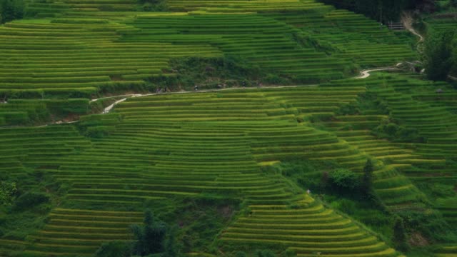 Tourists-walking-the-path-in-rice-paddy-terrace-fields-in--Sapa,-Vietnam,-Asia