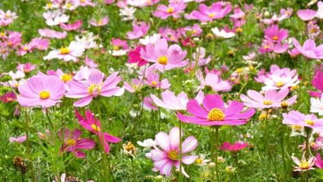 Beautiful-Cosmos-flowers-noon-day-sun