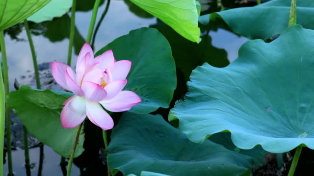 Schöne-rosa-Lotusblüte-mit-grünen-Blättern-im-Teich