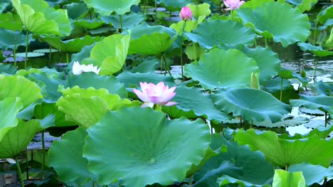 Schöne-rosa-Lotusblüte-mit-grünen-Blättern-im-Teich