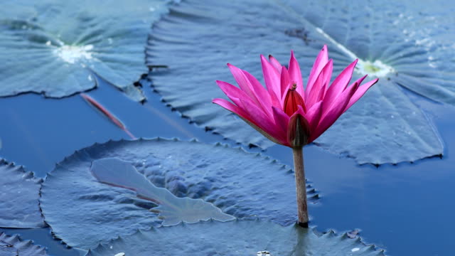 Bees-collects-honey-at-pink-lotus-flower-with-green-leaves-in-pond