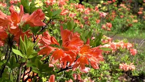 Orange-Japanese-rhododendron-flowers-in-the-garden