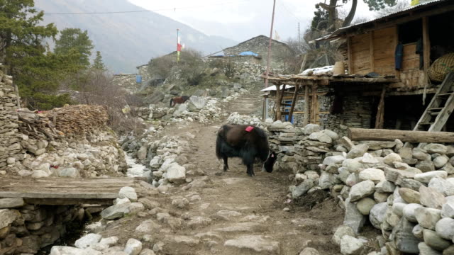 Die-Himalayan-Yak-im-Dorf-Sama,-Nepal.-Manaslu-Circuit-Trek.