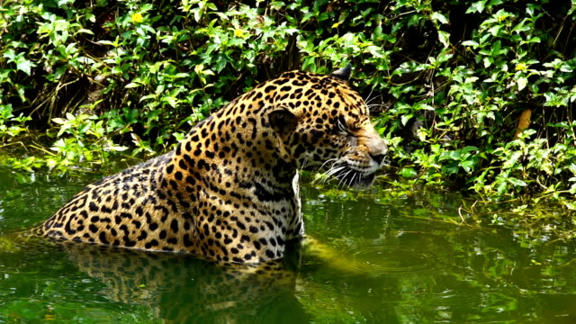 Zeitlupen-Jaguar-spielen-und-Schwimmen-im-Teich
