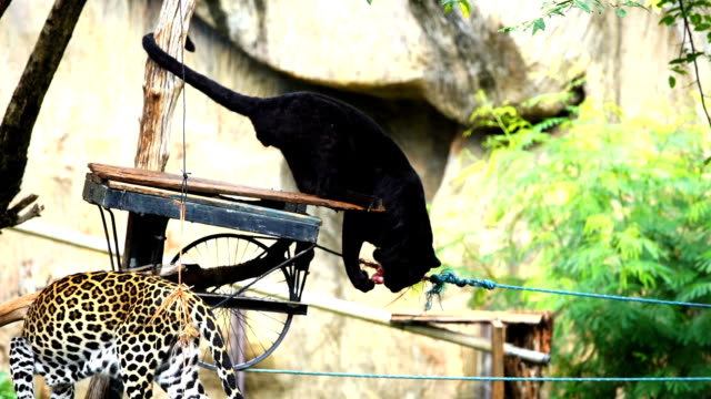 Zeitlupen-der-schwarze-Panther,-Fleisch-zu-essen