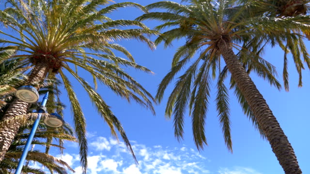 Driving-under-palm-trees-in-4K-slow-motion-60fps