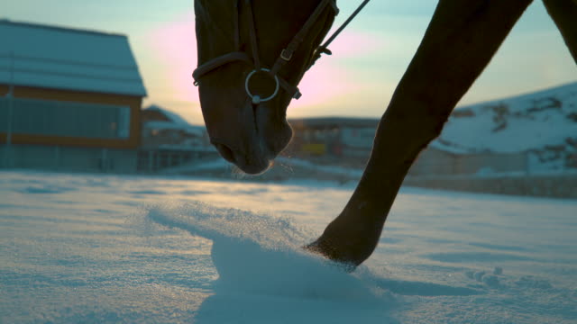 SLOW-MOTION-CLOSE-UP:-Horse-walking-trough-fresh-snow-blanket-at-winter-sunrise