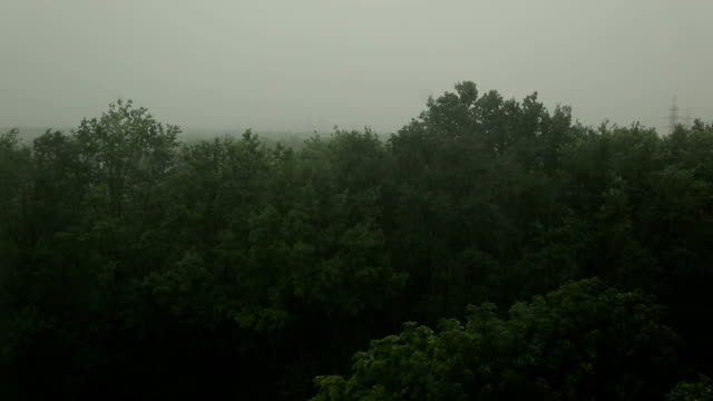Heavy-rain-and-wind-shakes-the-trees.-Hurricane.-Very-strong-summer-storm.