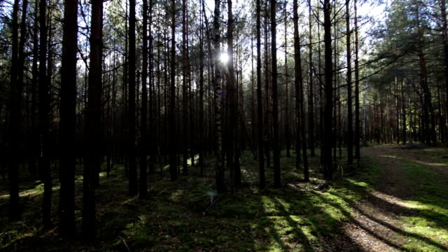 Smooth-moving-across-the-deep-pine-spruce-forest-POV-Shot-Sunlight-Lens-Flare