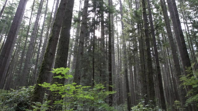 Forest-Canopy,-Pacific-Northwest-4K,-UHD