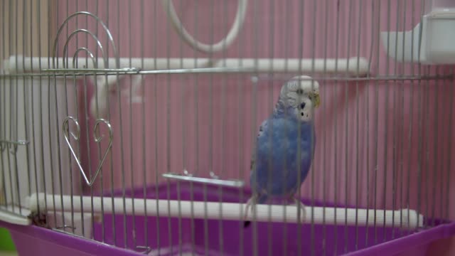 Papagei-in-einem-Käfig.-Full-HD