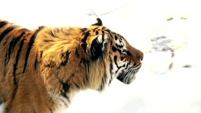 Tigre-siberiano-caminando-sobre-la-nieve