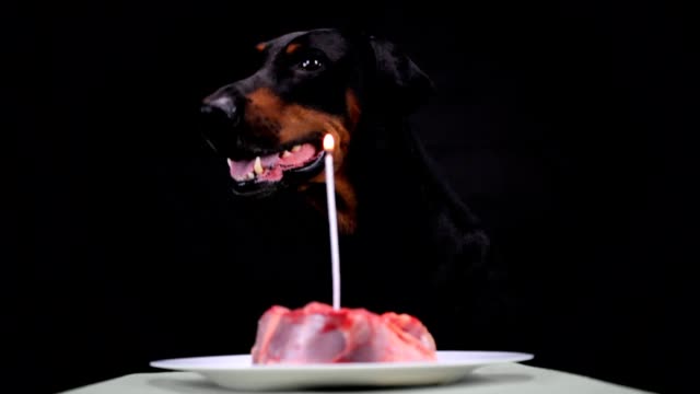 Der-Besitzer-des-Hundes-zündet-eine-Kerze-für-sie-zu-Ehren-des-Geburtstages