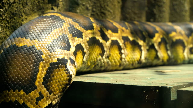 Burmese-python-moving-body