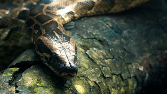Burmese-python-on-the-branches