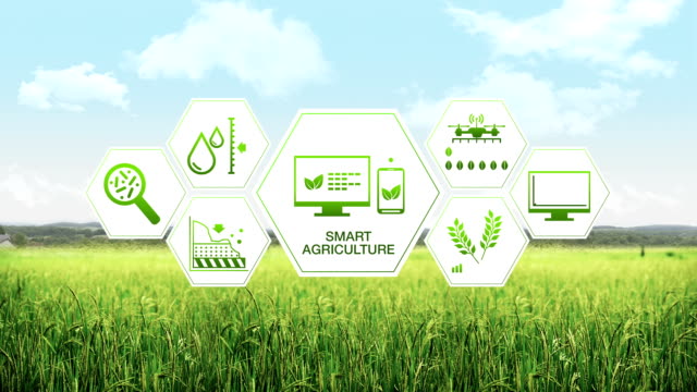 Agricultura-inteligente-de-agricultura-inteligente,-icono-gráfico-de-la-información-de-hexágono-en-campo-de-cebada-verde,-internet-de-las-cosas.-4-º-Revolution.3-industrial.