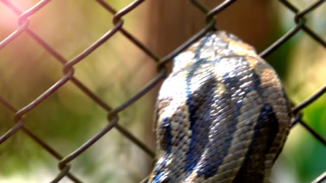 Nahaufnahme-Kopf-Boa-Schlange-bewegen-und-setzen-Sie-auf-Zunge-ist-gefährliche-Schlange