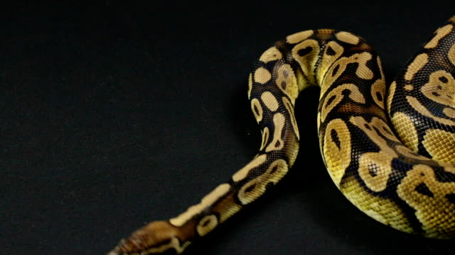 Looking-and-crawling-royal-python