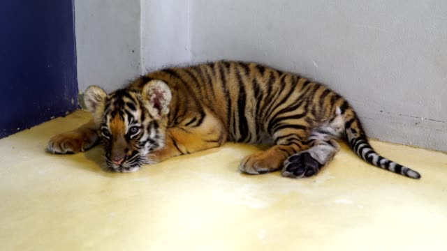 Süßes-baby-tiger