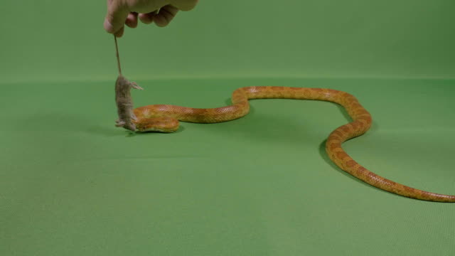 Mano-humana-dando-un-ratón-muerto-a-serpiente-víbora-para-comer
