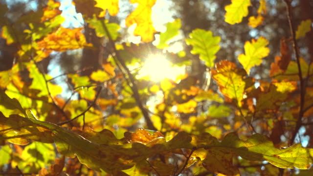 Sol-brillando-a-través-de-hojas-de-otoño,-roble.
