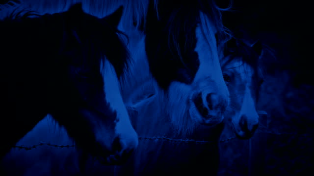 Horses-In-The-Field-At-Night