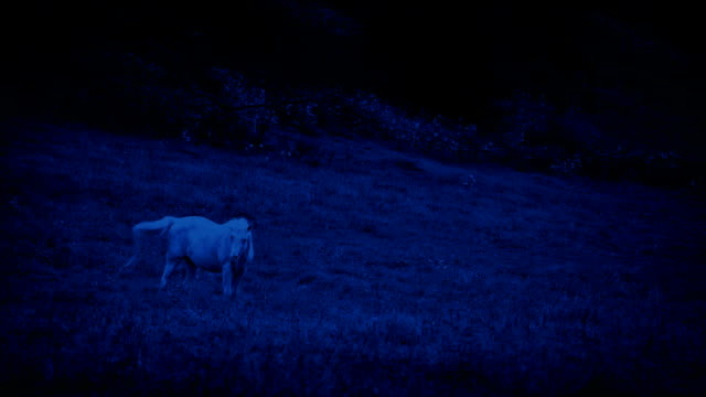 Blanco-caballo-de-pastoreo-en-la-noche