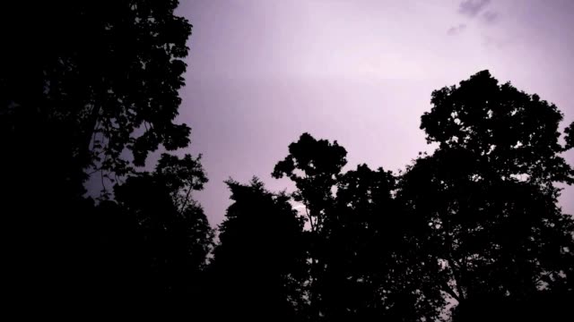 Wald-in-die-dunkle-Nacht-und-Gewitter-mit-Blitz